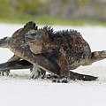 Marine Iguana Males Fighting Turtle Bay Photograph by Tui De Roy Marine Iguana Males Fighting Turtle Bay Photograph by Tui De Roy