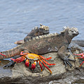 Marine Iguana Pair And Sally Lightfoot Photograph by Tui De Roy Marine Iguana Pair And Sally Lightfoot Photograph by Tui De Roy