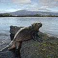 Marine Iguana Punta Espinosa Galapagos by Tui De Roy Marine Iguana Punta Espinosa Galapagos by Tui De Roy