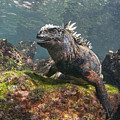 Marine Iguana Rabida Island Galapagos Photograph by Tui De Roy Marine Iguana Rabida Island Galapagos Photograph by Tui De Roy