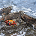 Marine Iguana Trio And Sally Lightfoot Photograph by Tui De Roy Marine Iguana Trio And Sally Lightfoot Photograph by Tui De Roy