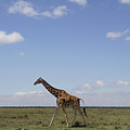 Masai Giraffe On Savanna Masai Mara Photograph by Hiroya Minakuchi Masai Giraffe On Savanna Masai Mara Photograph by Hiroya Minakuchi