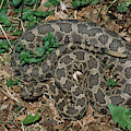 Massasauga Rattlesnake Photograph by Karl H. Switak Massasauga Rattlesnake Photograph by Karl H. Switak