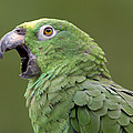 Mealy Parrot Amazona Farinosa Calling by Ingo Arndt Mealy Parrot Amazona Farinosa Calling by Ingo Arndt