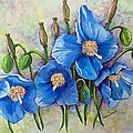 MECONOPSIS Himalayan Blue Poppy by Karin Dawn Kelshall- Best MECONOPSIS Himalayan Blue Poppy by Karin Dawn Kelshall- Best