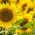 Mellow Yellow Photograph by Mark Rogers