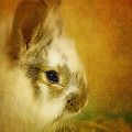 Memories of Watership Down Photograph by Lois Bryan Memories of Watership Down Photograph by Lois Bryan