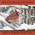 Merry Christmas Cardinal by Michael Peychich Merry Christmas Cardinal by Michael Peychich