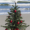 Merry Christmas from Florida by Diane Macdonald