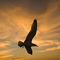 Mew Gull At Sunset La Jolla California Photograph by Tom Vezo Mew Gull At Sunset La Jolla California Photograph by Tom Vezo