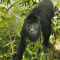 Mexican Black Howler Monkey Belize Photograph by Kevin Schafer Mexican Black Howler Monkey Belize Photograph by Kevin Schafer