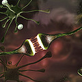 Microscopic Image Of Brain Neurons by Panoramic Images Microscopic Image Of Brain Neurons by Panoramic Images