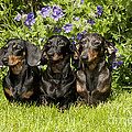 Miniature Short-haired Dachshunds Photograph by John Daniels Miniature Short-haired Dachshunds Photograph by John Daniels