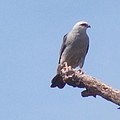 Mississippi Kite by Virginia White