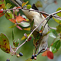 Mockingbird And Fall Berries Photograph by Kathy Baccari Mockingbird And Fall Berries Photograph by Kathy Baccari