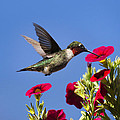 Moments of Joy Photograph by Christina Rollo Moments of Joy Photograph by Christina Rollo