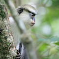 Mona Monkeys In Ghana by Christopher Herwig Mona Monkeys In Ghana by Christopher Herwig