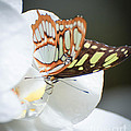 Monarch Butterfly on Orchid by Michael Moriarty