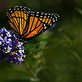 Monarch Butterfly Photograph by Onyonet Photo Studios Monarch Butterfly Photograph by Onyonet Photo Studios