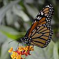 Monarch Photograph by Spikey Mouse Photography Monarch Photograph by Spikey Mouse Photography