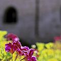 Monastery Arequipa Peru by Ryan Fox Monastery Arequipa Peru by Ryan Fox