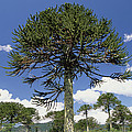 Monkey Puzzle Tree Conguillio Np Chile Photograph by Gerry Ellis Monkey Puzzle Tree Conguillio Np Chile Photograph by Gerry Ellis