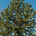 Monkey Puzzle Tree E Photograph by Tikvah's Hope Monkey Puzzle Tree E Photograph by Tikvah's Hope