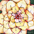 Moon Flower Out Of The Bloomers And Onto The Bloom by Shadia Derbyshire Moon Flower Out Of The Bloomers And Onto The Bloom by Shadia Derbyshire