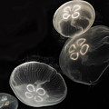 Moon Jellies Japan Photograph by Hiroya Minakuchi Moon Jellies Japan Photograph by Hiroya Minakuchi