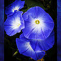 Moonglow on blue Photograph by Jeff Folger Moonglow on blue Photograph by Jeff Folger