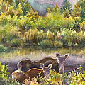 Moose Magic by Anne Gifford Moose Magic by Anne Gifford