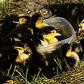 Quack tastic Fun by Chauncy Holmes