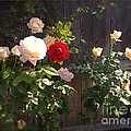 Morning Glory Photograph by Vonda Lawson-Rosa Morning Glory Photograph by Vonda Lawson-Rosa