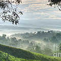 Morning Mist Photograph by Heiko Koehrer-Wagner Morning Mist Photograph by Heiko Koehrer-Wagner