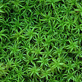 Moss Photograph by Daniel Reed Moss Photograph by Daniel Reed