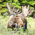 Moose Glow Photograph by James BO Insogna Moose Glow Photograph by James BO Insogna