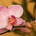 Moth Orchid Photograph by Ed Gleichman Moth Orchid Photograph by Ed Gleichman