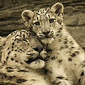 Mother's Love Photograph by Chris Boulton Mother's Love Photograph by Chris Boulton