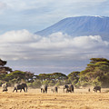 Mount Kilimanjaro Amboseli Photograph by Richard Garvey-Williams Mount Kilimanjaro Amboseli Photograph by Richard Garvey-Williams
