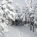 Mount Osceola Trail - White Mountains New Hampshire Photograph by Erin Paul Donovan Mount Osceola Trail - White Mountains New Hampshire Photograph by Erin Paul Donovan