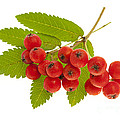 Mountain ash berries 3 Photograph by Elena Elisseeva Mountain ash berries 3 Photograph by Elena Elisseeva
