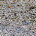 Mountain Bluebird Photograph by Lars Lentz Mountain Bluebird Photograph by Lars Lentz