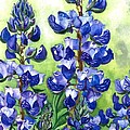 Mountain Blues Lupine Study Painting by Barbara Jewell Mountain Blues Lupine Study Painting by Barbara Jewell