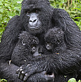Mountain Gorilla Mother And Twins Photograph by Suzi Eszterhas Mountain Gorilla Mother And Twins Photograph by Suzi Eszterhas
