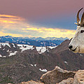 Mountain King Photograph by Kevin Dietrich