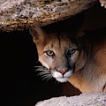 Mountain Lion Peering From Cave Photograph by Yva Momatiuk John Eastcott Mountain Lion Peering From Cave Photograph by Yva Momatiuk John Eastcott