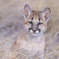 Mountain Lion Cub in Dry Grass Photograph by Dave Welling Mountain Lion Cub in Dry Grass Photograph by Dave Welling