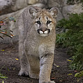 Mountain Lion Cub Walking Photograph by San Diego Zoo Mountain Lion Cub Walking Photograph by San Diego Zoo