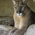 Mountain Lion Photograph by San Diego Zoo Mountain Lion Photograph by San Diego Zoo