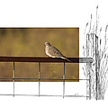 Mourning Dove by Andrew McInnes Mourning Dove by Andrew McInnes